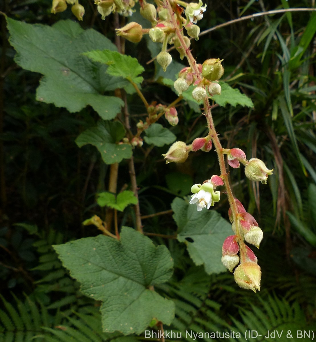 Rubus indicus Thunb.